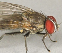 Lesser house fly Lesser house fly
